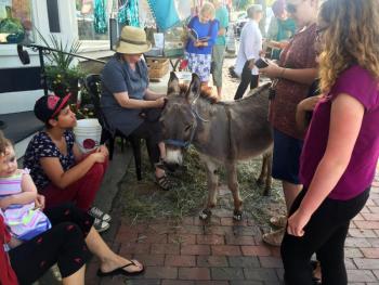 Pino the mini donkey draws a crowd. SUZI THAYER/Wiscasset Newspaper