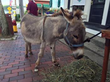 Pino the mini donkey. SUZI THAYER/Wiscasset Newspaper