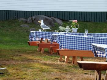 An uninvited guest showed up after the festivities at Newagen. SUZI THAYER/Boothbay Register