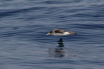 Shearwaters typically fly in a distinctive pattern, gliding low over the water, rising abruptly and then tilting back down toward the surface, all the while never flapping the wings. (Cory’s shearwater, by Martina Nolte. License: Creative Commons by-sa-3.0 de, CC BY-SA 3.0 de, https://commons.wikimedia.org/w/index.php?curid=14718461)