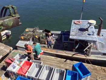 John Olson pulled up to his lobster wharf just in time for us to get some fresh lobsters. He is 95. SUZI THAYER/Boothbay Register