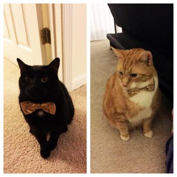 Two of Barbara Welborn’s aunt Gail’s cats, Wilford and Puck – who started the cat craze. Courtesy of Kimberly Welborn