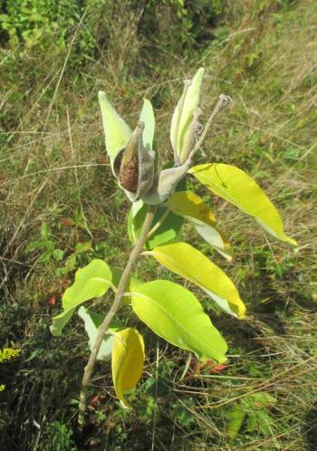 Milkweed pods are another sign that autumn is here. PHIL DI VECE/Wiscasset Newspaper