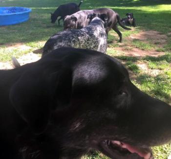 Renee Coombs rescued dogs Jordi, front, Basil, Emma and Pea. Back right is Molly, a foster who has gone to her forever home. Courtesy of Renee Coombs