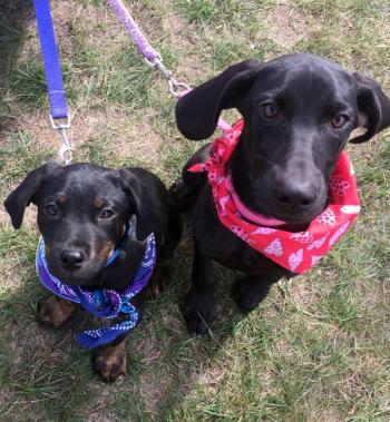 Two of the dogs from Louisiana Renee Coombs is fostering, Mini Copper and Daisy. Courtesy of Renee Coombs