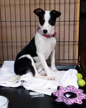 Maeve, a 20-pound foster pup from Louisiana, is staying with Julie and Chris Hoskeer, along with their four dogs and four cats, all adopted from Underhound Railroad. Courtesy of Julie Hoskeer