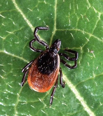 Deer ticks, or blacklegged ticks transmit several serious diseases, including Lyme disease, anaplasmosis, babesiosis and Powassan disease. Pictured is an adult female, which is roughly the size of a sesame seed. In the spring, nymph deer ticks are roughly the size of a poppy seed. For more information: http://www.cdc.gov/ticks/. Courtesy photo