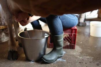 Megan Phillips of Chewonki Farm demonstrates milking at Common Ground Fair. GINA HAMILTON/Wiscasset Newspaper