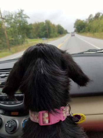 “There's a reason the windshield is bigger than the rear view mirror. Where you're going is so much better than where you've been.” Suri, from Louisiana, on her way to her new foster mom’s. Courtesy of Julie Hoskeer