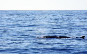 A fin whale. Courtesy of Gwyn Williams