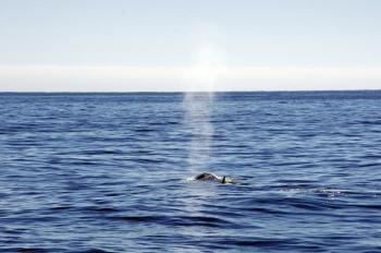 A fin whale. Courtesy of Gwyn Williams