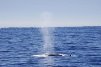 A fin whale. Courtesy of Gwyn Williams
