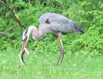 great blue heron, eel, jeff wells, maine