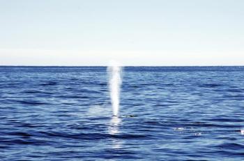 Thar she blows! The first sighting of a fin whale spout created a lot of excitement during a whale watch on Oct. 5. Courtesy of Gwyn Williams