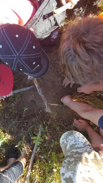 St. George School students dig for groundnuts during the DRA Wabanaki education program. Courtesy photo