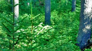 Baby trees carpet the forest floor under giant pines in Porter Preserve. MORGAN CALLAN ROGERS/Boothbay Register MORGAN CALLAN ROGERS/Boothbay Register