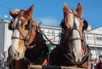 Two horses, of course. DIANE DORBIN/Boothba Register Harbor Lights 2016