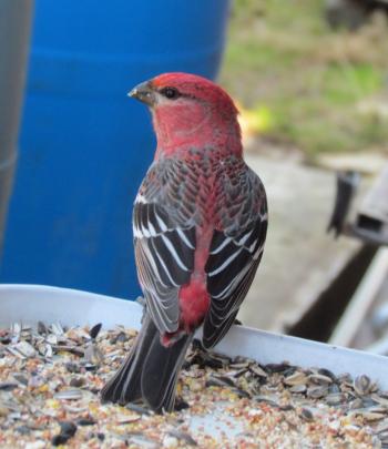 pine grosbeak, spruce, Maine, bird, birds