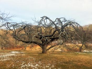 An old apple tree. SUZI THAYER/Boothbay Register