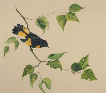 Julie Babb “American Redstart”