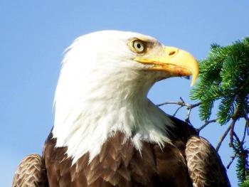 Bald eagle, Susan Craig