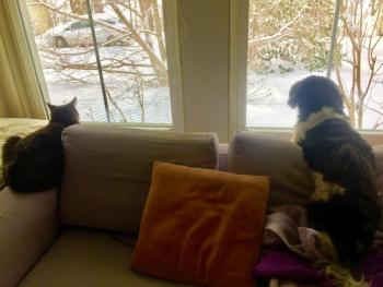 Elliot and Ruby-2-Shoes are worried about the birds, too. SUZI THAYER/Boothbay Register