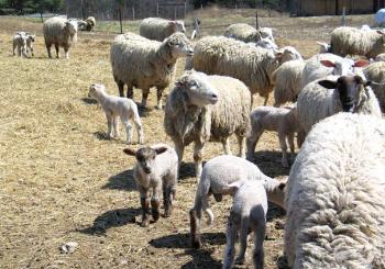Newcastle artist Anna Shaw’s sheep shearing spring image is a smile generator. Courtesy of River Arts Anna Shaw