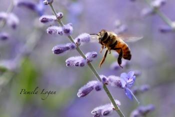 Wiscasset artist Pamela Logan will have you all a-buzz about the arrival of spring! Courtesy of the venue Pamela Logan