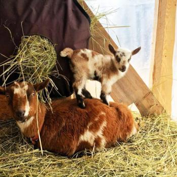 “Townie” and her baby. Courtesy of Crystal Lewis