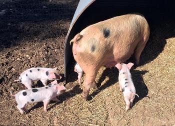 Month-old piglets follow their mom around all day. SUZI THAYER/Boothbay Register