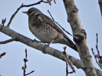 fieldfare, Jeff Cherry, Boothbay Register
