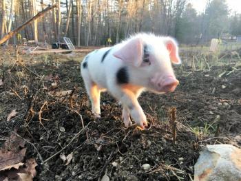 Rosie was a spoiled little piglet. Courtesy of Crystal Lewis