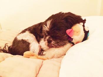 Elliot and his duck, before the thunderstorm. SUZI THAYER/Boothbay Register