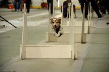 Eleven rescue groups from across Maine are planning to bring adoptable dogs and puppies to the Boothbay Railway Village for Family Free FUR All! on Sunday, June 4. The highlight of the day will surely be the two demonstrations by the Flyball MAINEiacs at 11 a.m. and 2 p.m. Flyball races (pictured here) match two teams of four dogs each, racing side-by-side over a 51-foot-long course.