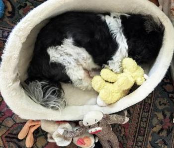 Elliot and his yellow cow slept through the whole thing. SUZI THAYER/Boothbay Register