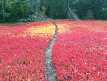 A well-worn, friendly path through the blueberry field. Been there for as long as I can remember. SUZI THAYER/Boothbay Register
