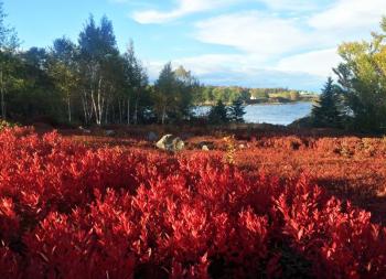 The blueberry field in the fall. SUZI THAYER/Boothbay Register