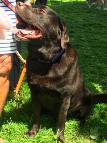 Annual Mutt Scrub. JOSEPH CHARPENTIER/Boothbay Register