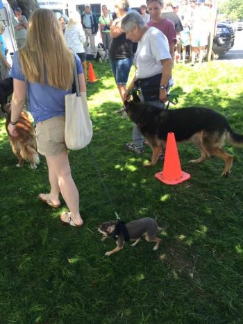 Doggy musical chairs at the Mutt Scrub. JOSEPH CHARPENTIER/Boothbay Register