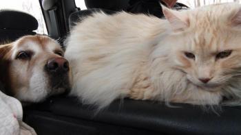 Prosper and Maggie ride in the truck at their dairy farm in Connecticut. Courtesy of Susan Fridy