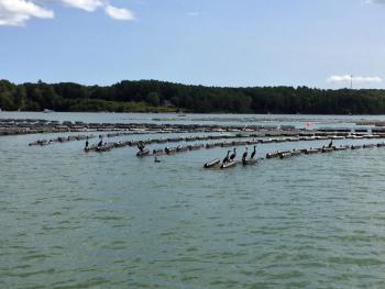 Oyster grow bags with resting cormorants at Mook Oyster Farm's site on the Damariscotta River. SUZI THAYER/Boothbay Register