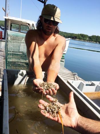 Jonathan Turcotte grades some Glidden Point oyster seeds. SUZI THAYER/Boothbay Register