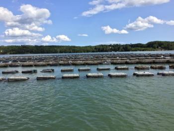 Oyster grow bags at Mook Oyster Farm's site on the Damariscotta River. SUZI THAYER/Boothbay Register