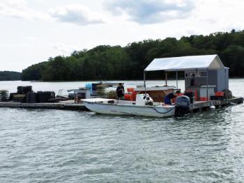 Norumbega Oyster farmers gathering their oysters. SUZI THAYER/Boothbay Register