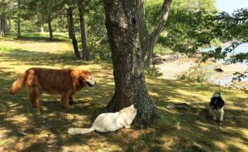 SUZI THAYER/Boothbay Register