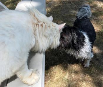 Prosper has no fear of strange dogs or people. SUZI THAYER/Boothbay Register