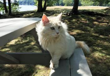 Prosper the cat. SUZI THAYER/Boothbay Register