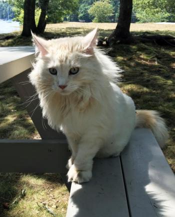 Prosper looks like a miniature, cream-colored lion, with his recent lion cut. SUZI THAYER/Boothbay Register