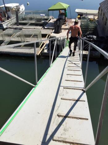 Zak Kuras heads down the ramp at Glidden Point Oyster Farm. SUZI THAYER/Boothbay Register