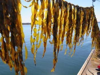 Juvenile sugar kelp hangs near the water on an Ocean Approved farm along the Maine coast. Sugar kelp and other Maine sea vegetables will be the focus of an event series hosted by Bigelow Laboratory for Ocean Sciences and Coastal Maine Botanical Gardens on Oct. 13 and 14. Courtesy of Brittney Honisch, Bigelow Laboratory for Ocean Sciences